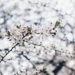 Finding Your Steady Buddhify Emotional Anchor: A Mindful Journey