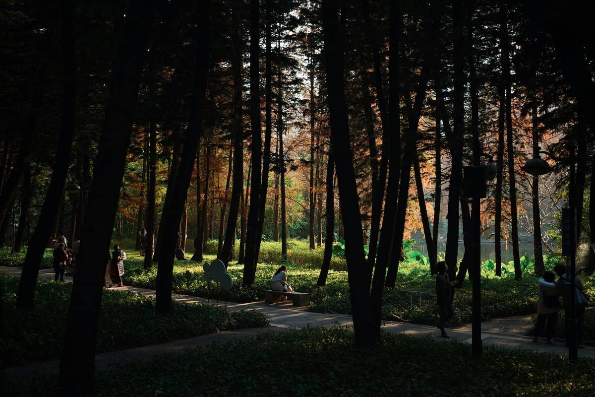 Walking Meditation Buddhify Zen: Your On-the-Go Path to Calm in a Chaotic World